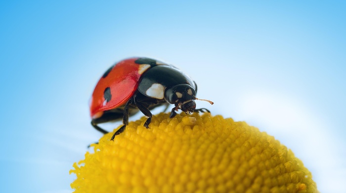 animals, beauty, nature