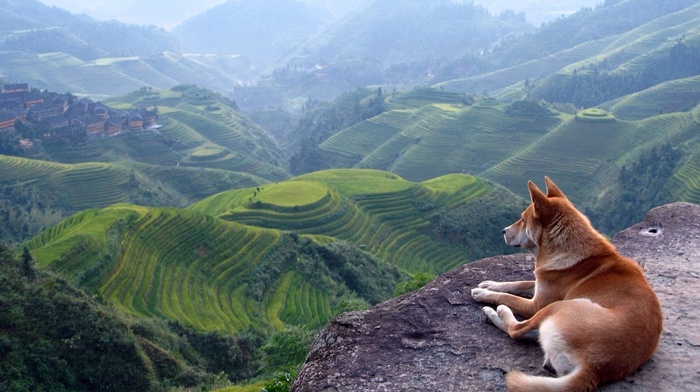 dog, animals, view, landscape, mountain