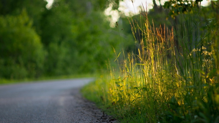 stunner, grass, macro, road