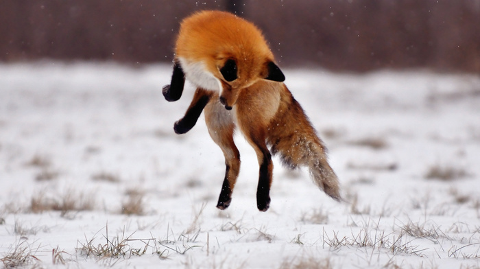 bounce, animals, winter, fox, field, snow