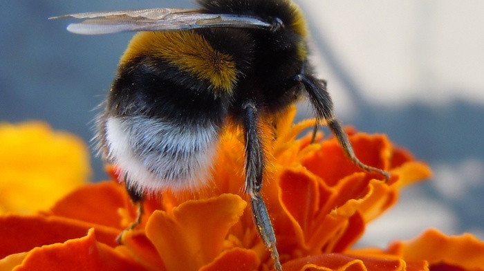 flower, animals