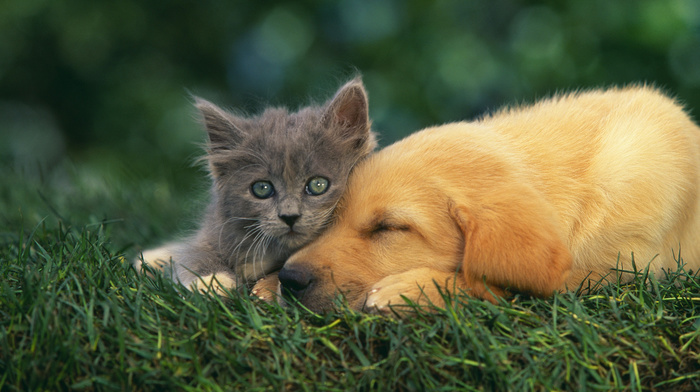 kitten, dog, animals