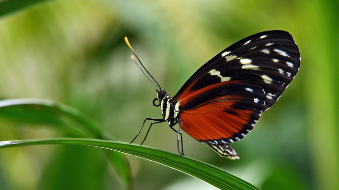 animals, butterfly