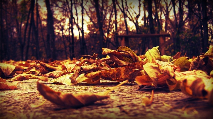 leaves, autumn, macro