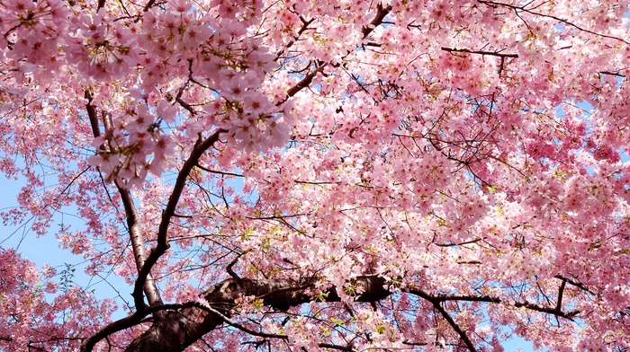 nature, petals, sakura, spring