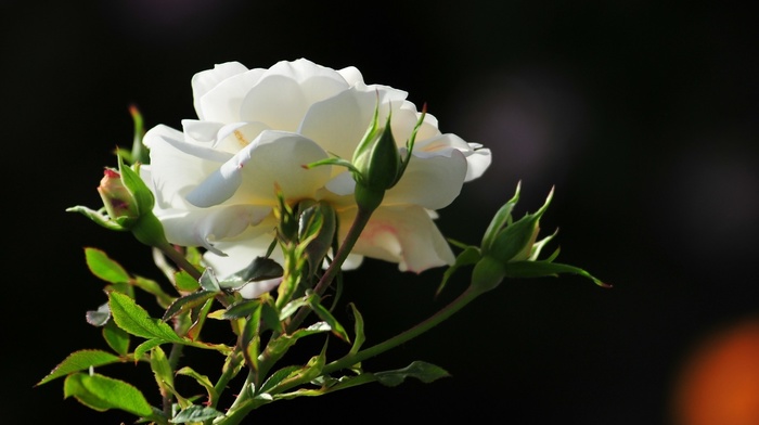 rose, morning, flowers, flower, photo