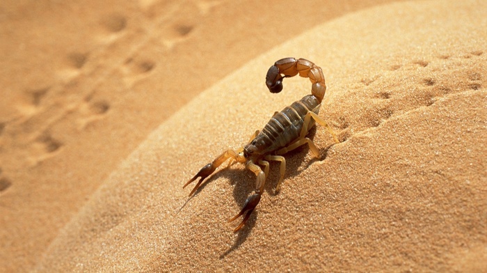 shadow, animals, sand