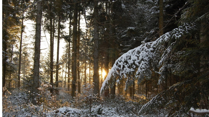 snow, winter, trees, twigs, forest, sunset