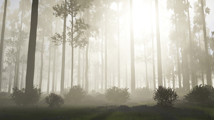 trees, forest, mist, Sun, 3D, nature