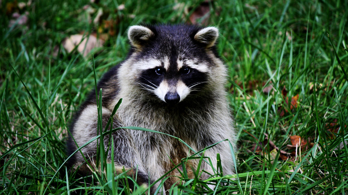 grass, sit, animals