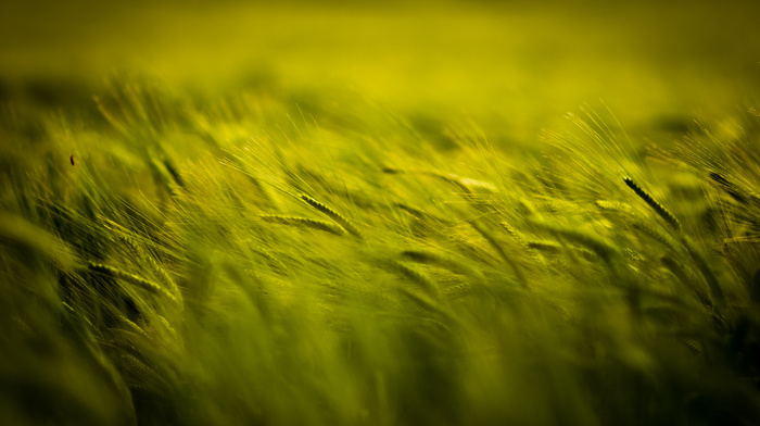 macro, field