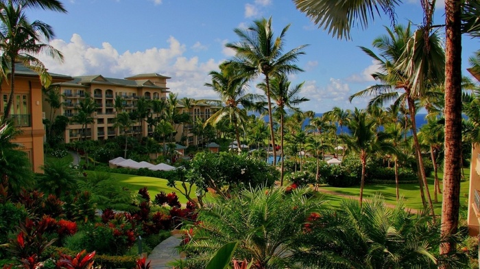 nature, palm trees