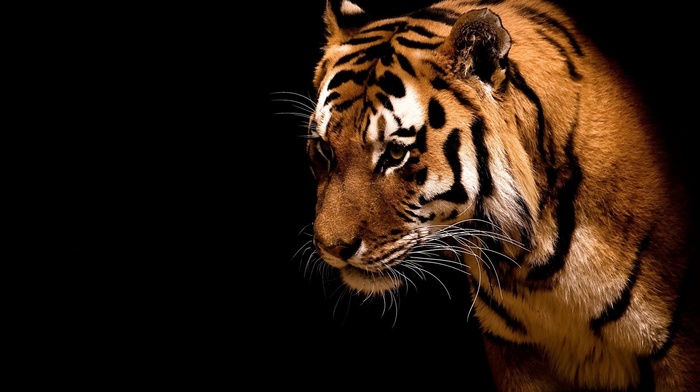 animals, wallpaper, tiger