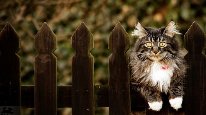 animals, cat, fence