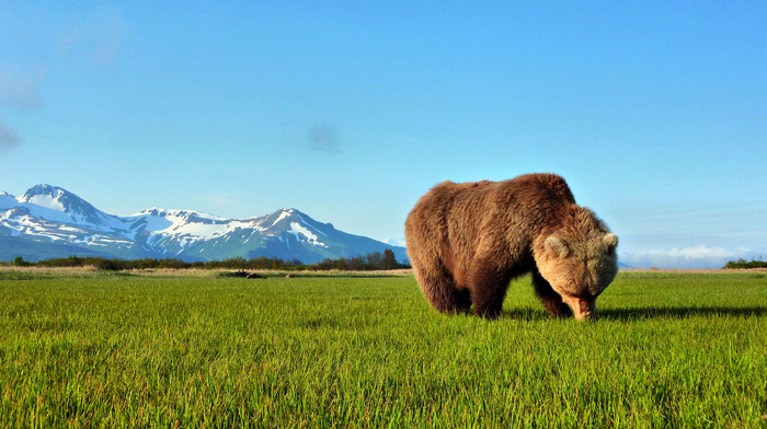 snow, animals, mountain, grass, bear