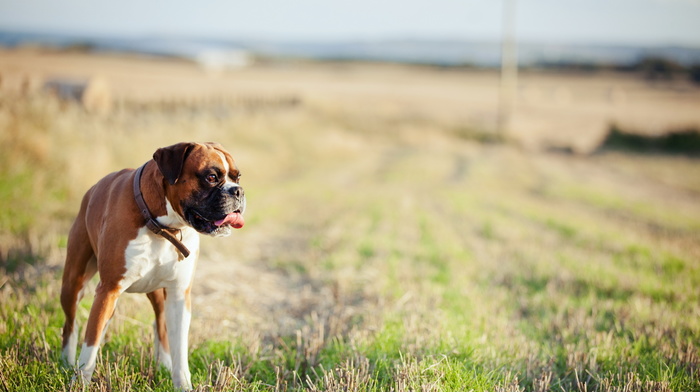 background, field, dog, animals