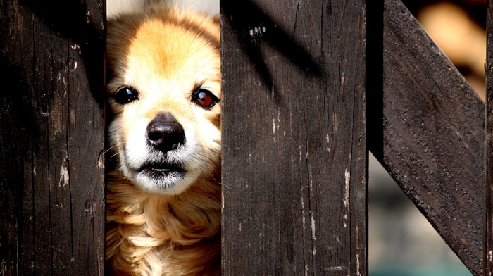 dog, animals, street, fence