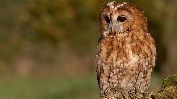 sight, tree, owl, moss, animals