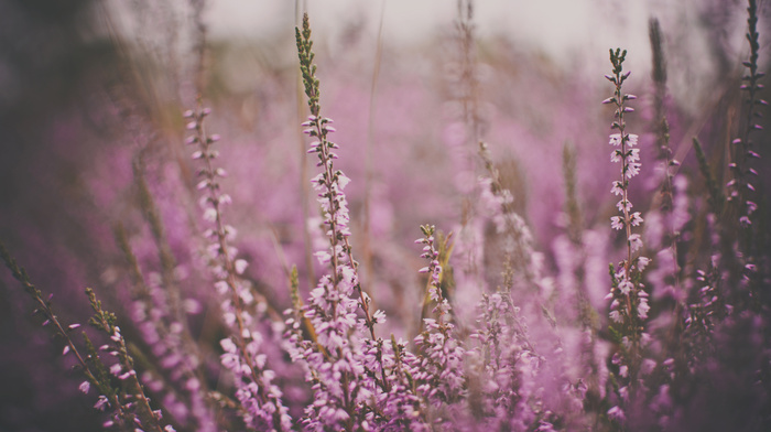 color, flowers