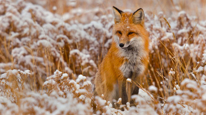 animals, fox, snow, winter, animal