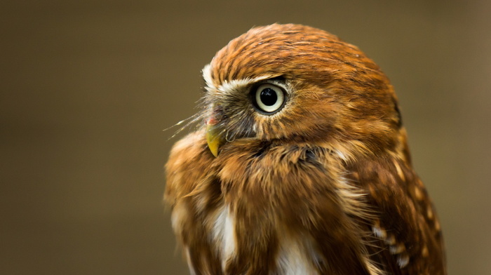owl, background, bird, animals