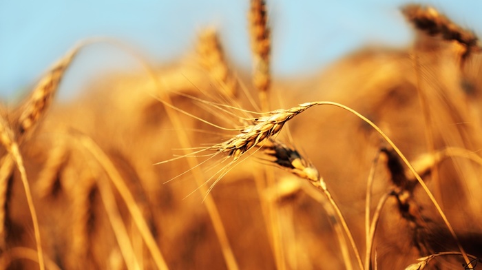 crops, macro, wheat, closeup, barley