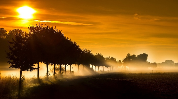 trees, sunlight, nature, sun rays