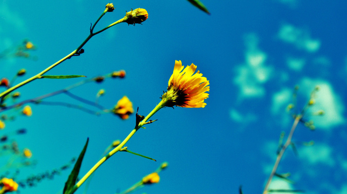 summer, sky, flowers, plants