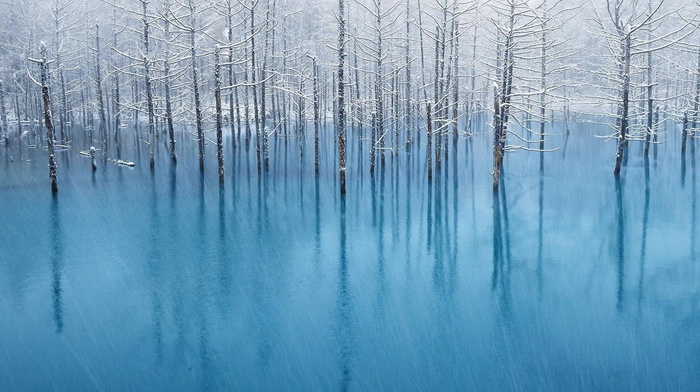 winter, trees, ice, water, nature