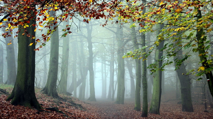 nature, forest, autumn, trees, mist