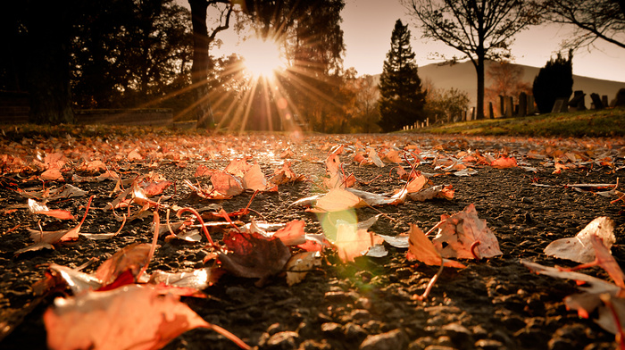 rays, light, autumn, foliage, road, macro, Sun