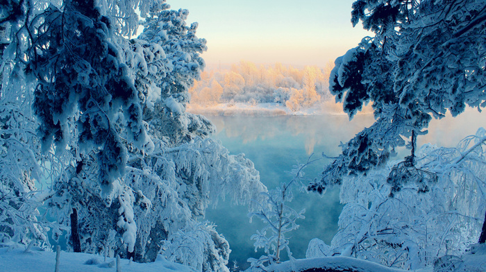 snow, forest, winter