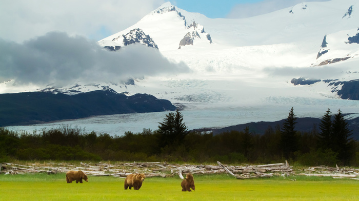 mountain, landscape, bears, animals