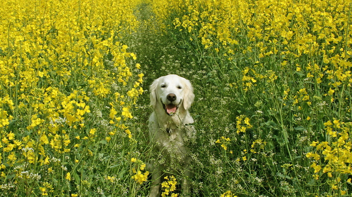 dog, animals, summer, field