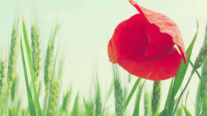 flower, field, macro, flowers, red