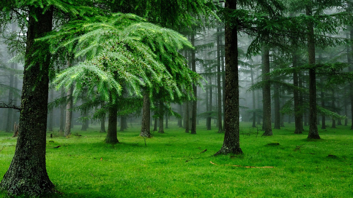 forest, grass, Christmas tree, nature, drops
