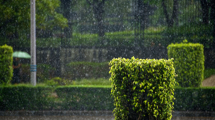 rain, shrubs, stunner, city, street