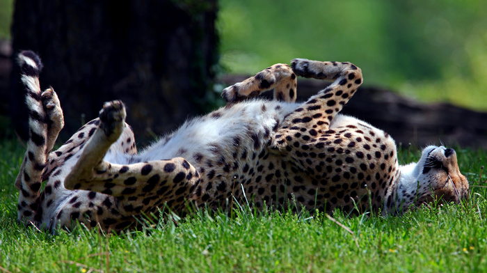 animals, predator, lying down, grass