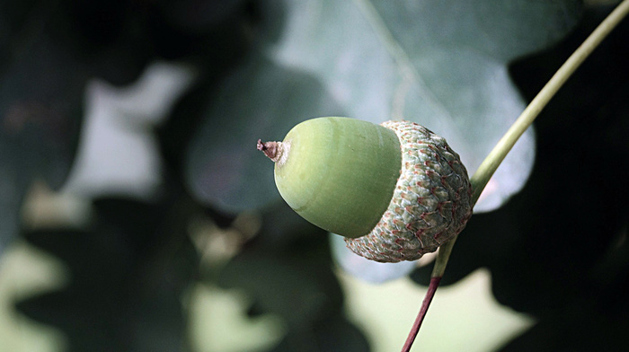 macro, leaves, greenery, nature