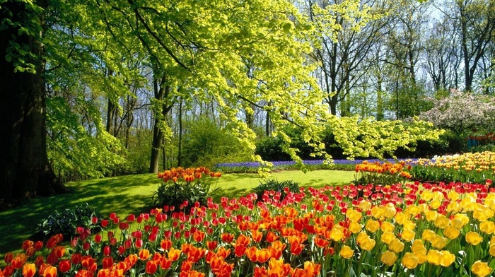 tulips, nature, park, spring, beautiful, flowers