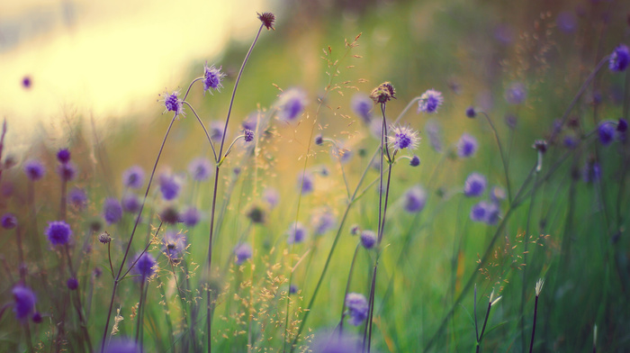 flowers, grass, macro