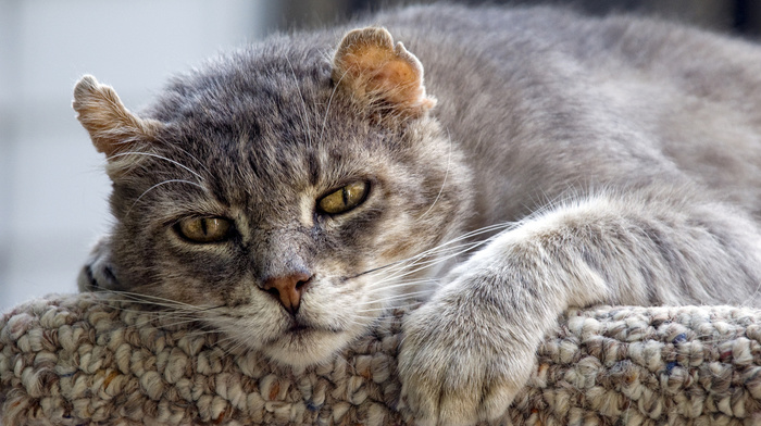 animals, eyes, cat