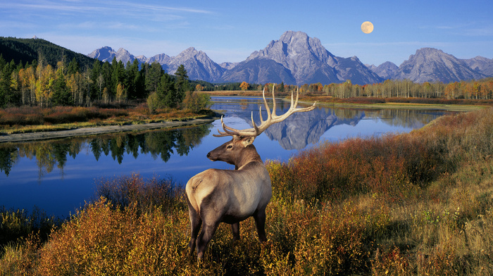 animals, horns, nature, landscape, moon, river, trees, deer, lake