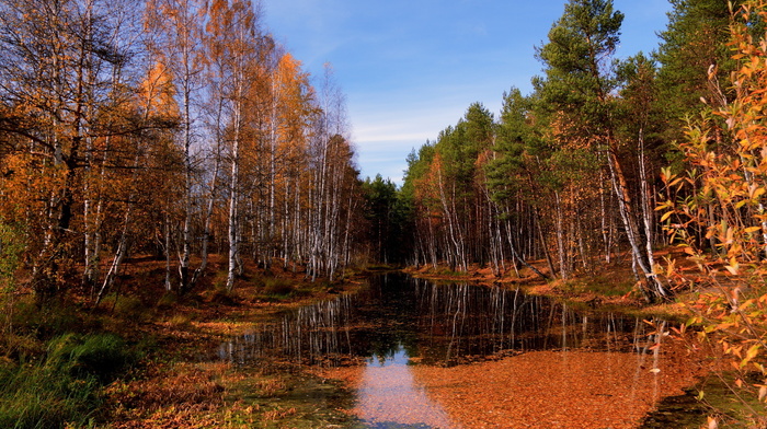 landscape, river, forest, autumn