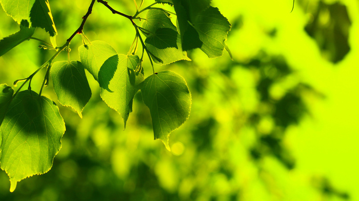 macro, spring, tree