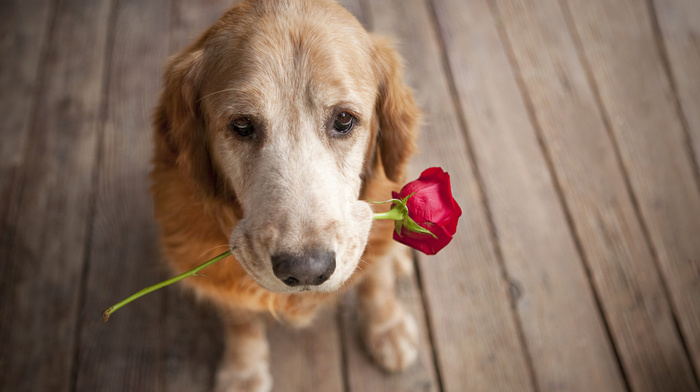 rose, dog, animals