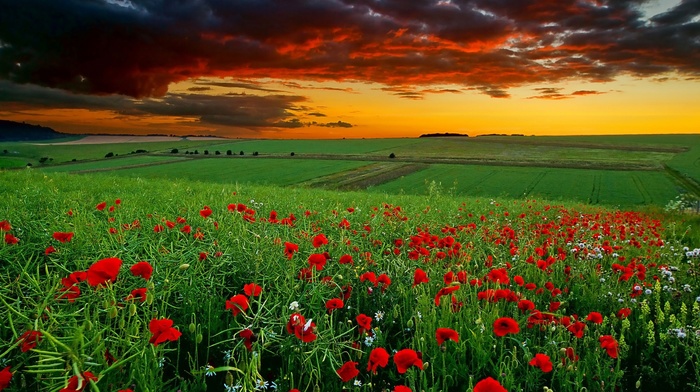 clouds, nature, chamomile, flowers, field, sunset, poppies