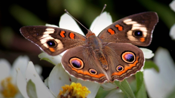 flower, patterns, wings, butterfly, nature
