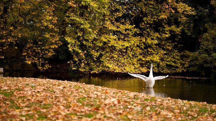 autumn, trees