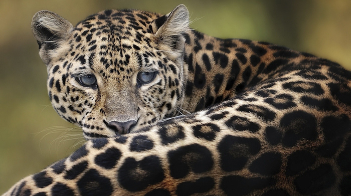 muzzle, leopard, animals